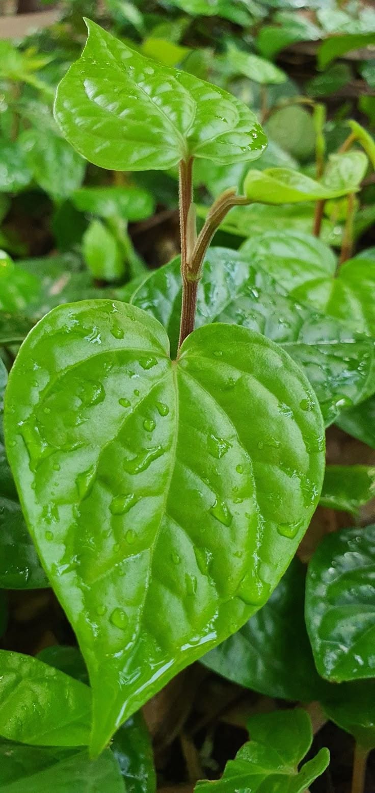 Re Constituted Betel Leaf Oil